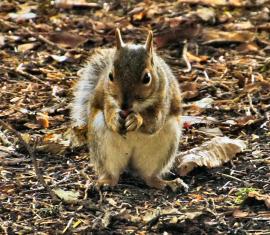 Squirrels14-07-11--14072011027-sized