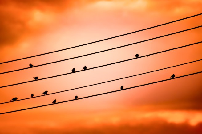 birds-on-a-wire-3670268_1280