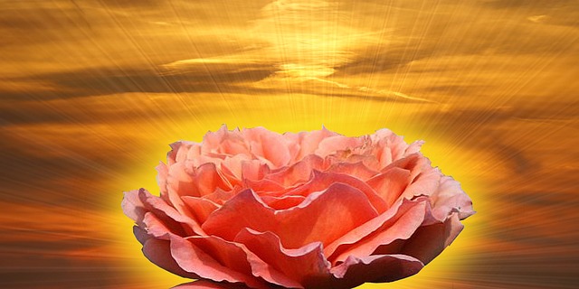 rose-73388_640